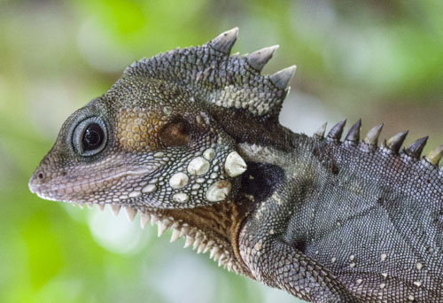 tropical queensland photo tour example 